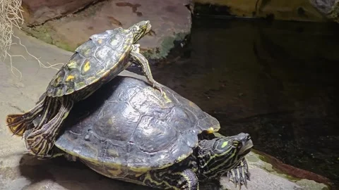 Two water turtles Stock Footage 266198714