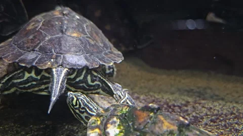 Two water turtles Video stock 266199769
