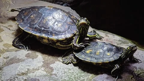 Two water turtles resting Stock Footage 269821438