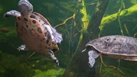 Two water turtles swimming Stock Footage 295322301