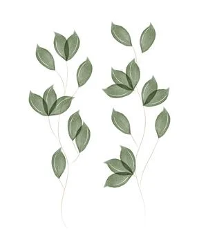 Two watercolor green leaf branches painted on a white background Stock Illustration