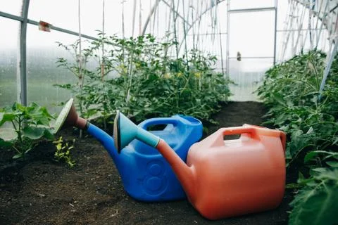 Two watering cans red and blue for 10 liters are in the home greenhouse. Stock Photos