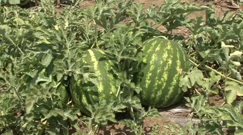 Two watermelons on field Stock-Footage 39671012