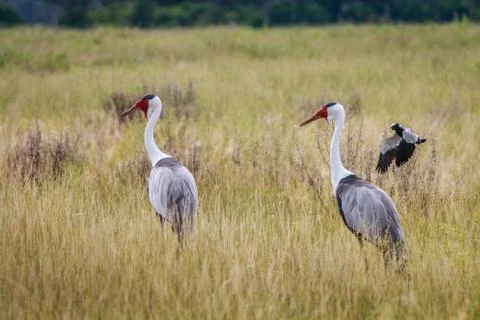 Two Wattled cranes walking in the grass. Foto stock