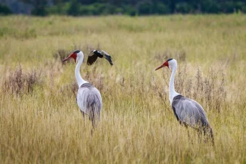 Two Wattled cranes walking in the grass. Foto stock