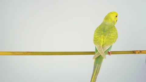 Two wavy parrots are sitting on a stick on a white background Stock Footage 111526151