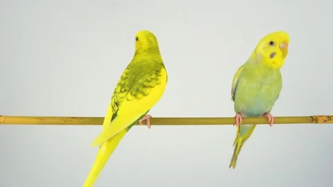 Two wavy parrots are sitting on a stick on a white background Stock Footage 111526232