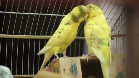 Two Wavy Parrots Are Sitting On The Closet.  스톡 동영상 133576732