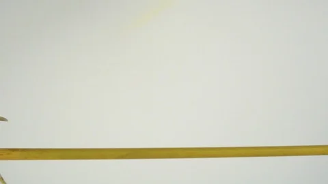 Two wavy parrots on a stick on a white background Stock Footage 112636512