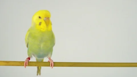 Two wavy parrots on a stick on a white background Stock Footage 112636519