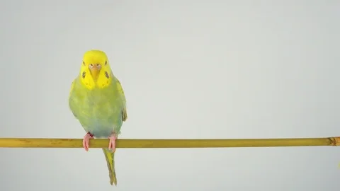 Two wavy parrots on a stick on a white background Stock Footage 112636527