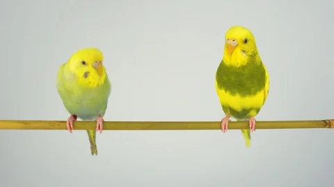 Two wavy parrots on a stick on a white background Stock Footage 112636532
