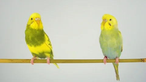 Two wavy parrots on a stick on a white background Stock Footage 112636539