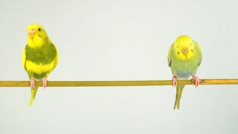 Two wavy parrots on a stick on a white background Stock Footage 112636569