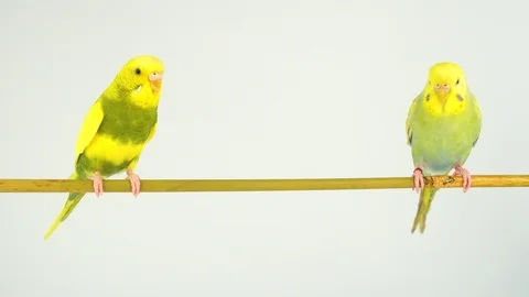 Two wavy parrots on a stick on a white background Stock Footage 112636575