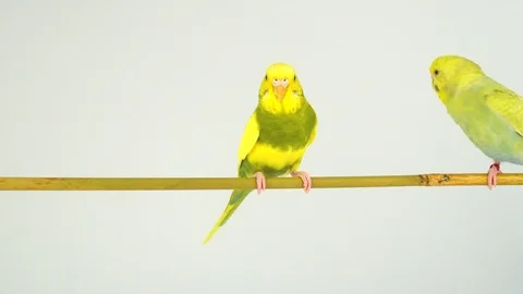 Two wavy parrots on a stick on a white background Stock Footage 112636589
