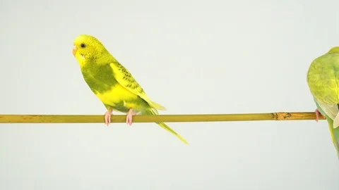 Two wavy parrots on a stick on a white background Stock Footage 112636596