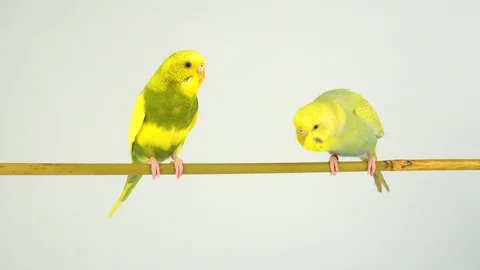Two wavy parrots on a stick on a white background Stock Footage 112636601