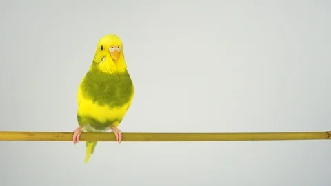 Two wavy parrots on a stick on a white background Stock Footage 112636614
