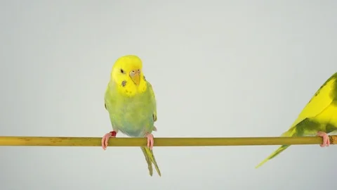Two wavy parrots on a stick on a white background Stock Footage 112636617