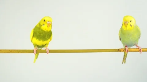 Two wavy parrots on a stick on a white background Stock Footage 112636623