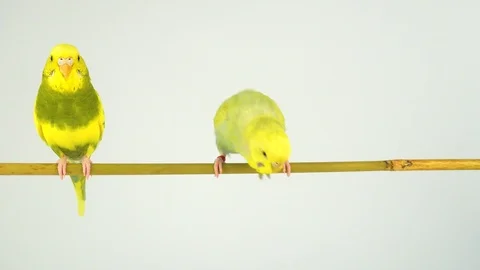 Two wavy parrots on a stick on a white background Stock Footage 112636624