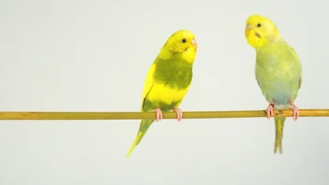 Two wavy parrots on a stick on a white background Stock Footage 112636632