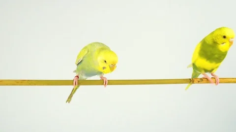 Two wavy parrots on a stick on a white background Stock Footage 112636638