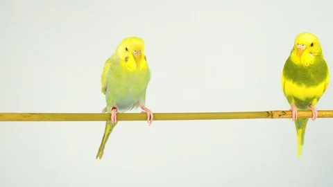 Two wavy parrots on a stick on a white background Stock Footage 112636644
