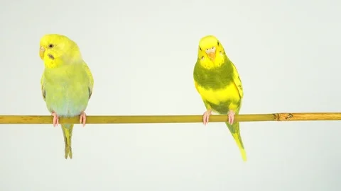 Two wavy parrots on a stick on a white background Stock Footage 112636651