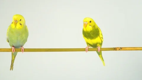 Two wavy parrots on a stick on a white background Stock Footage 112636661