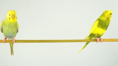 Two wavy parrots on a stick on a white background Stock Footage 112636664