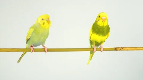Two wavy parrots on a stick on a white background Stock Footage 112636671