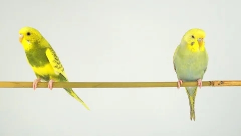 Two wavy parrots on a stick on a white background Stock Footage 112636672