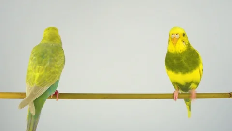 Two wavy parrots on a stick on a white background Stock Footage 112636679