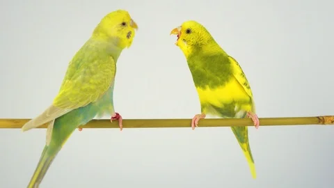 Two wavy parrots on a stick on a white background Stock Footage 112636684