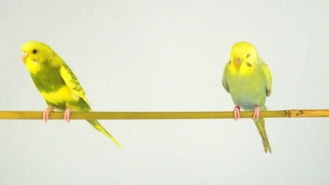Two wavy parrots on a stick on a white background Stock Footage 112636686