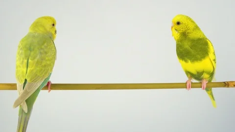 Two wavy parrots on a stick on a white background Stock Footage 112636693