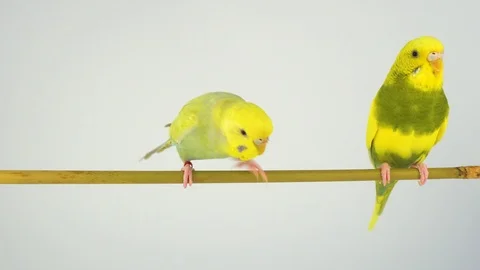 Two wavy parrots on a stick on a white background Stock Footage 112636697