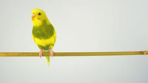 Two wavy parrots on a stick on a white background Stock Footage 112636728