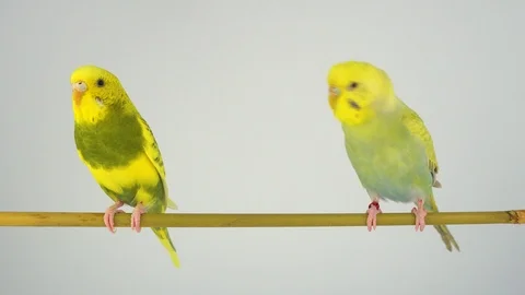Two wavy parrots on a stick on a white background Stock Footage 112636736
