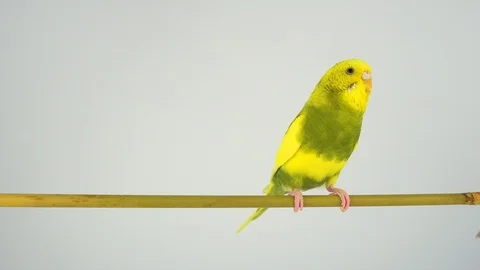 Two wavy parrots on a stick on a white background Stock Footage 112636743