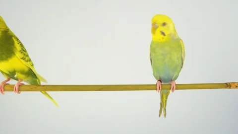 Two wavy parrots on a stick on a white background Stock Footage 112636759