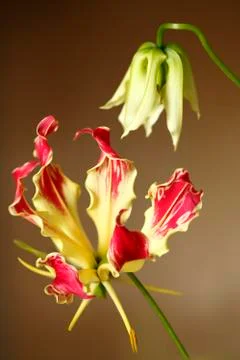 Two way flora Stock Photos