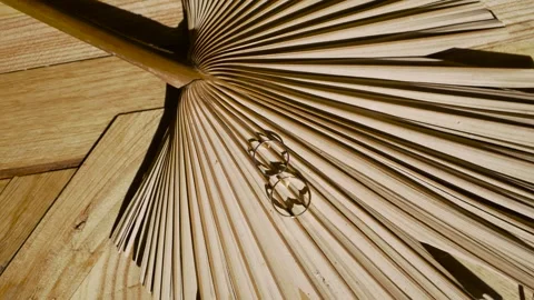 Two wedding rings are lying on a palm leaf Stock Footage 247553482