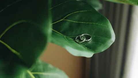 Two wedding rings are lying on a large leaf of a houseplant Stock Footage 314769811