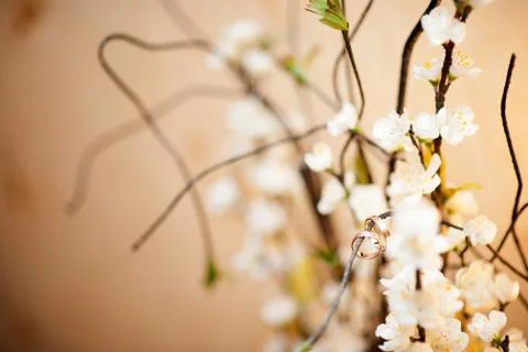 Two wedding rings on a decorative tree branch Stock Photos