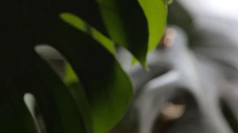 Two wedding rings laying on flower plants leave Stock Footage 120153732