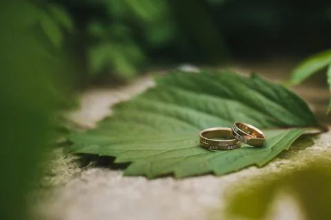Two wedding rings lie on a leaf Stock Photos