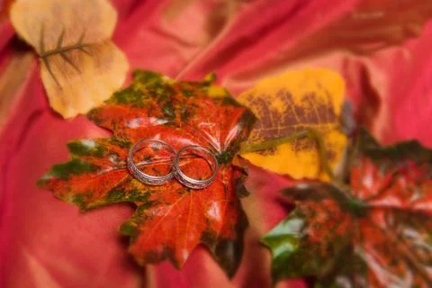 Two wedding rings lie on the maple leaf tree Stock Photos